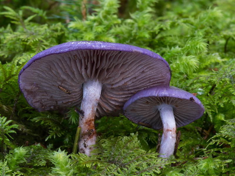 Cortinarius salor